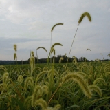 Soy beans growing on a field