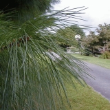 Needles in a tree along a driveway