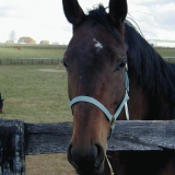 A horse looks over a fence