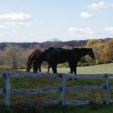 Horses at the grazing ground