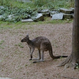 A kangaroo at the Smithsonian National Zoological Park