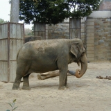 An elephant at the Smithsonian National Zoological Park