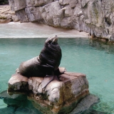 A seal at the Smithsonian National Zoological Park