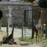 Giraffes at the Smithsonian National Zoological Park