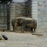 Elephants at the Smithsonian Zoological Park