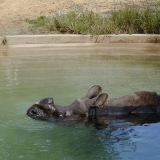 A hippo in a pond at the Smithsonian National Zoological Park