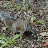 A squirrel