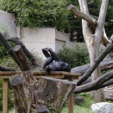 A gorilla relaxing himself at the Smithsonian National Zoological Park