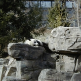 A panda bear at the Smithsonian National Zoological Park