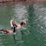 Ducks in a pond