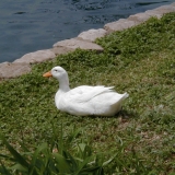 A duck resting on the lawn by a pond