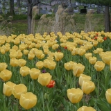 Tulips at a graveyard