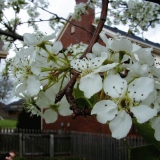 Flowers of a Bradford Pears