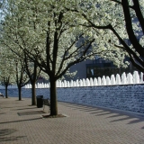 Fountains and decorative trees in downtown Lexington