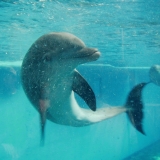 A dolphin at the Baltimore National Aquarium