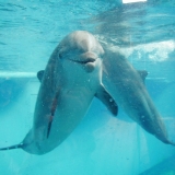 A dolphin at the Baltimore National Aquarium