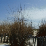 Reeds at the beach