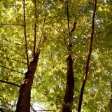 Leafy trees from the frog perspective