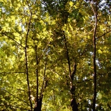 Leaves in a tree