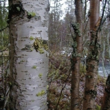 Birch trees