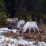 Reindeers