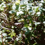 A spider building a cobweb