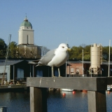 A seagull and the Alexander Nevski's church in Suomenlinna