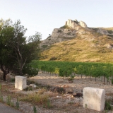 A vineyard and the Alpilles