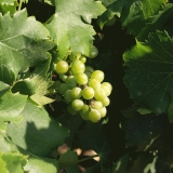 Wine grapes