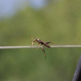 A bug on the car window