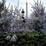 Firs on the Champs Elyses, the Eiffel tower in the background