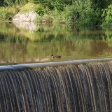 A duck swimming at the edge of the Vanhankaupunginkoski rapids