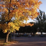 A maple tree in the fall colors in front of the Helsinki city theatre