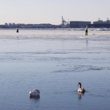 Swans in front of Lnsi-Mustasaari