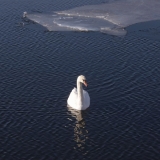 One of the first swans this spring