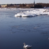 A swan in front of Southern Helsinki