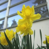 Narcissus in front of Kiljava hospital