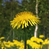 A dandelion in a field of dandelions