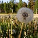 A dandelion in a field of dandelions