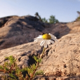 Scentless Mayweed