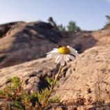 Scentless Mayweed