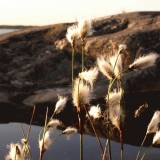 Hare's-tail Cottongrass grows on Porkkala's rocky shore