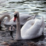 Swans