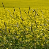 Timothy in a rape field