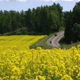 A road and a rape field