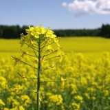 Rape in a rape field