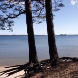 The seashore and pine trees