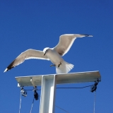 A mew gull landing