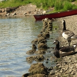 Barnacle geese at seashore