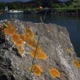 Lichen in a rock